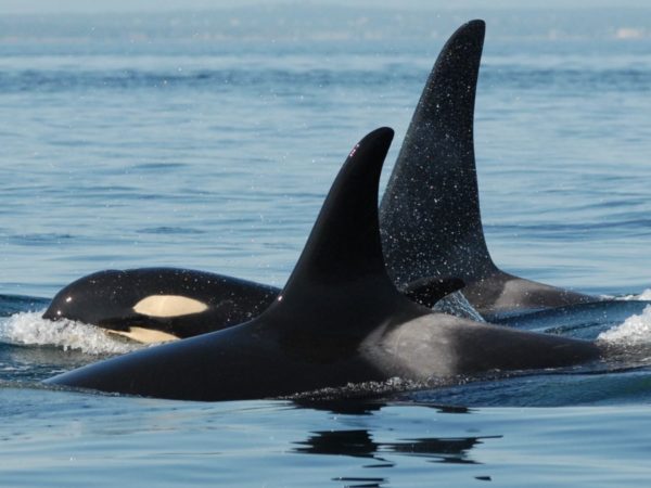 Killer whale mothers may act as mediators to keep their calves out of fights, study finds | Science & Tech News