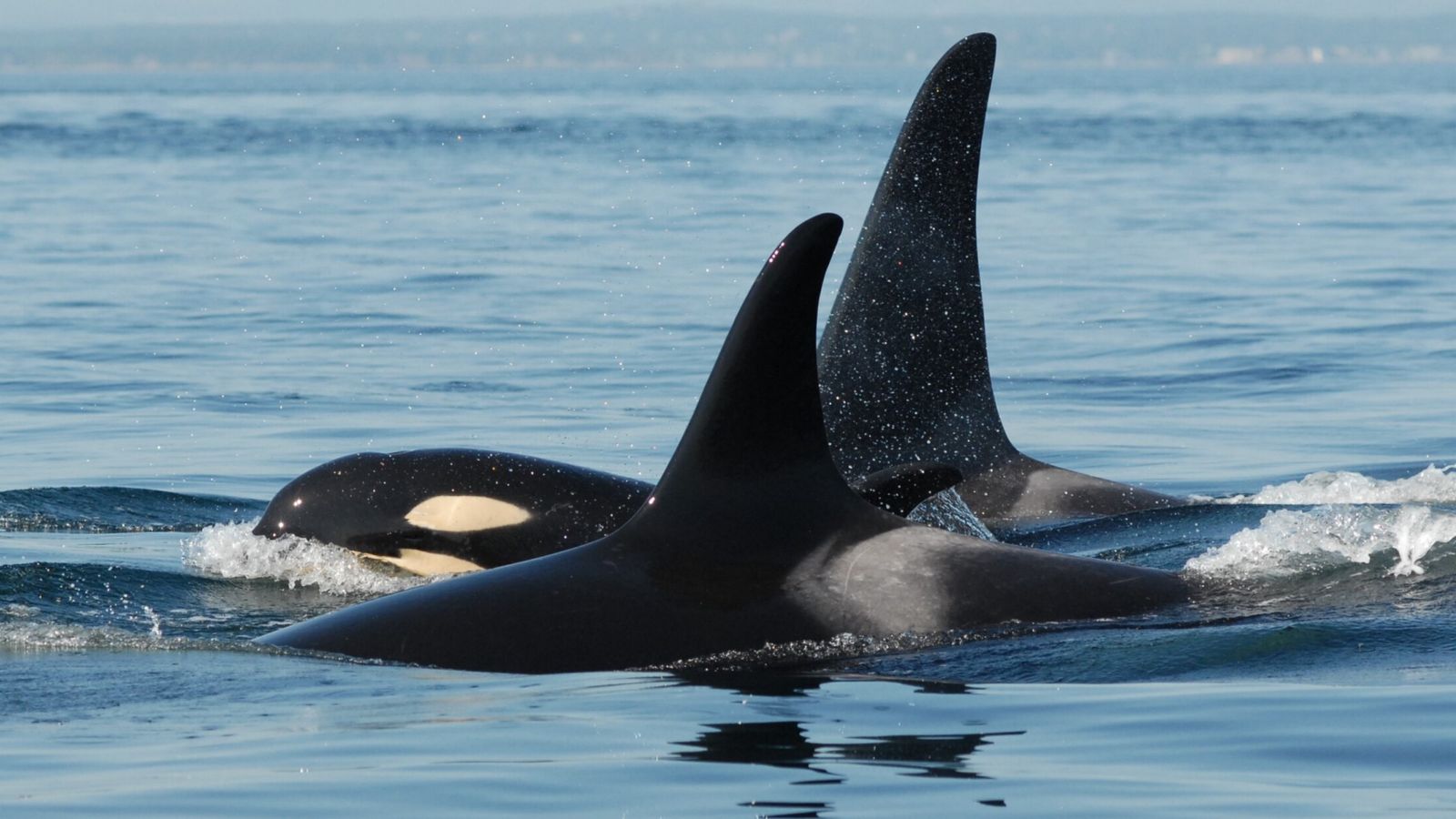 Killer whale mothers may act as mediators to keep their calves out of fights, study finds | Science & Tech News