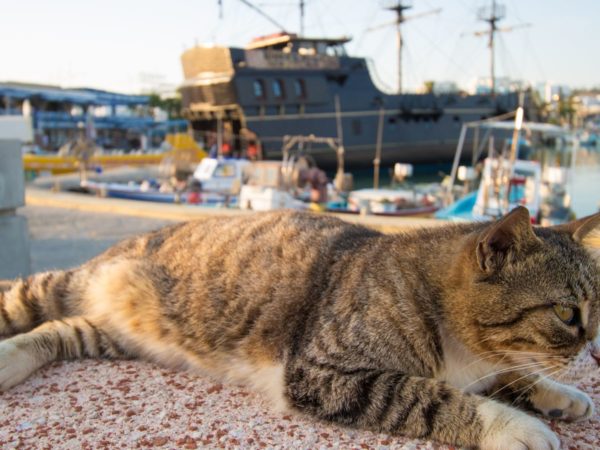 Sick cats in Cyprus begin COVID drug treatment | World News