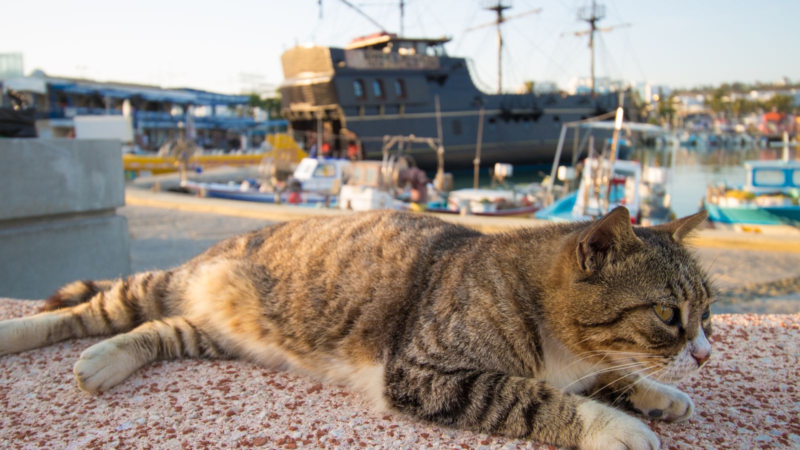 Sick cats in Cyprus begin COVID drug treatment | World News