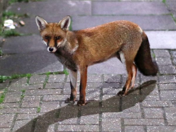 Urban foxes are bolder but not cleverer than their rural relatives, study finds | Science & Tech News