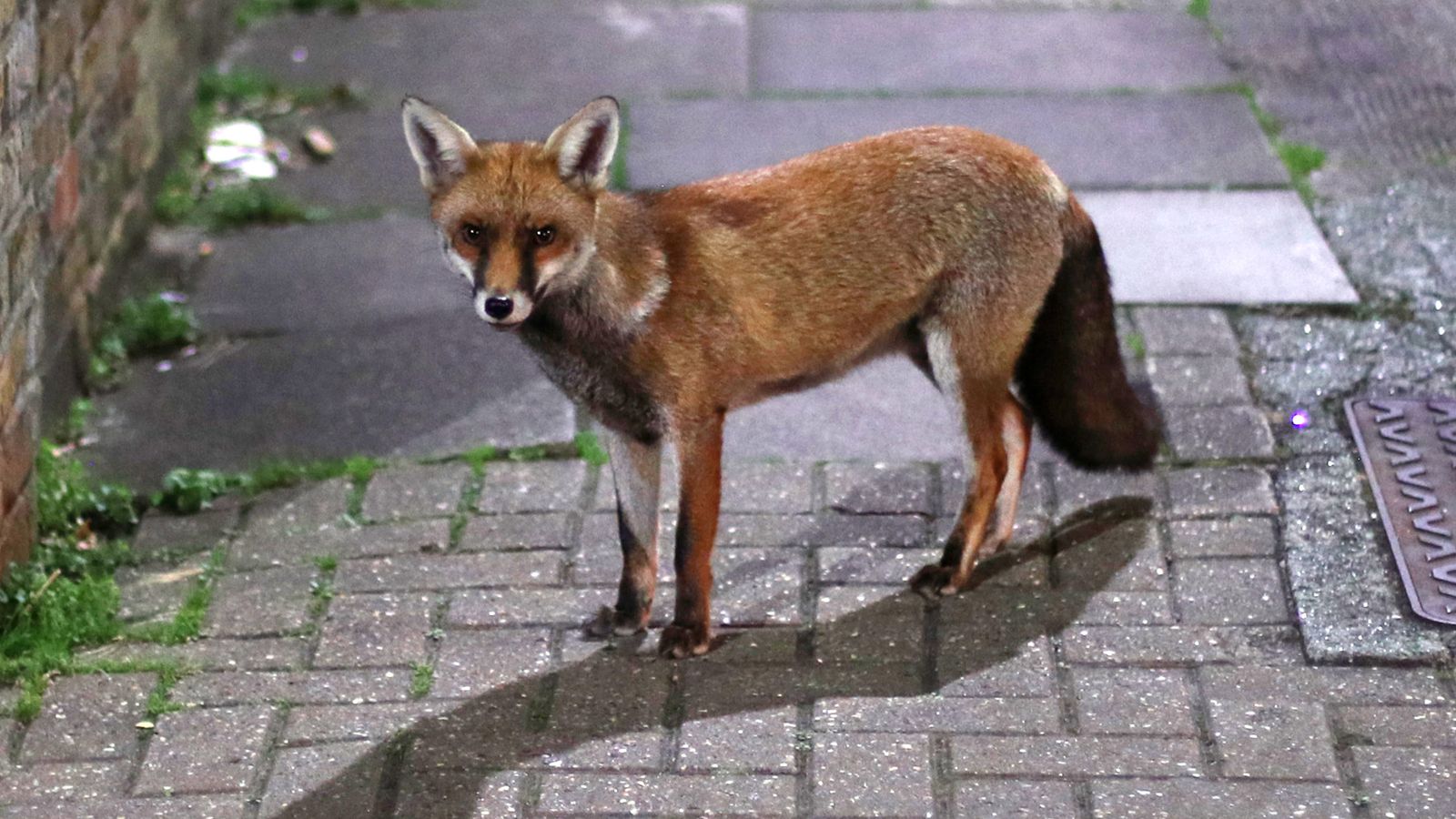 Urban foxes are bolder but not cleverer than their rural relatives, study finds | Science & Tech News