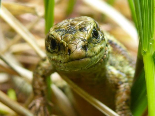 New insight into how ‘magical’ lizards regrow tails could offer hope for arthritis sufferers, study suggests | Science & Tech News