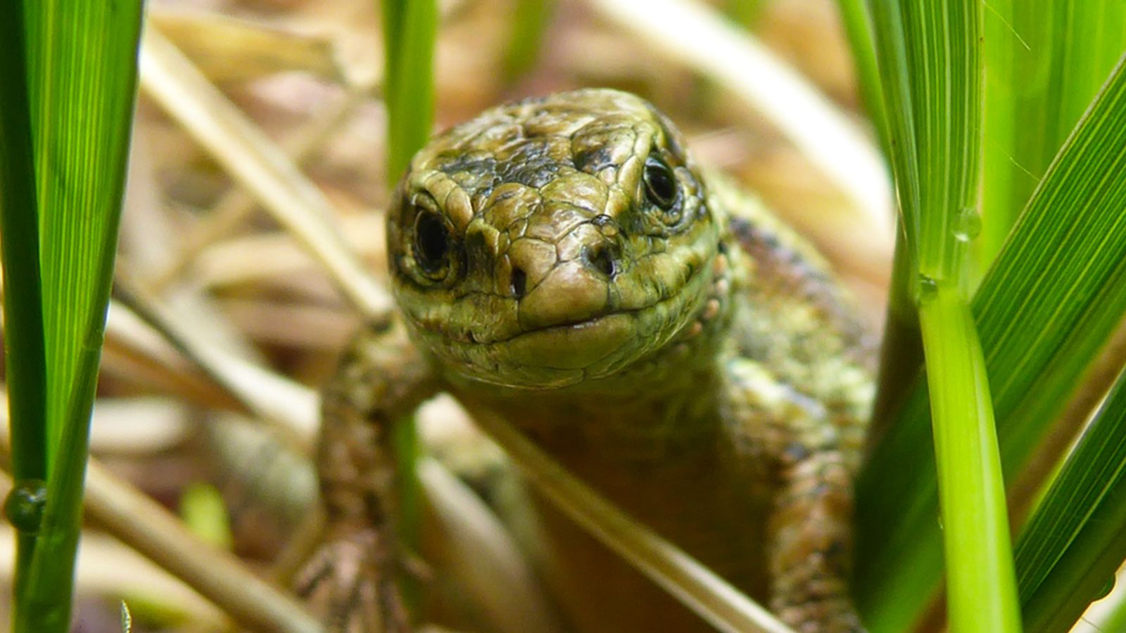 New insight into how ‘magical’ lizards regrow tails could offer hope for arthritis sufferers, study suggests | Science & Tech News