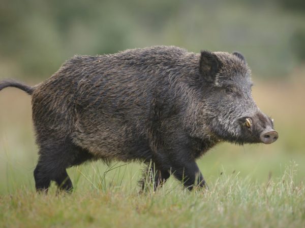 Why Europe’s wild boars are radioactive | Science & Tech News