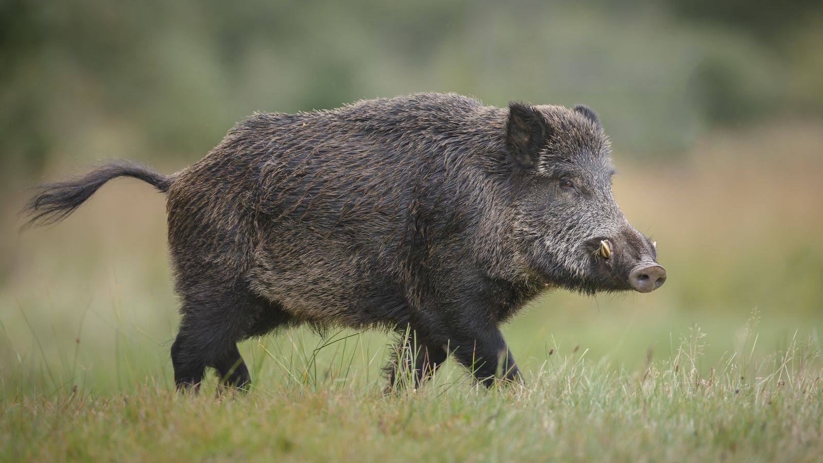 Why Europe’s wild boars are radioactive | Science & Tech News