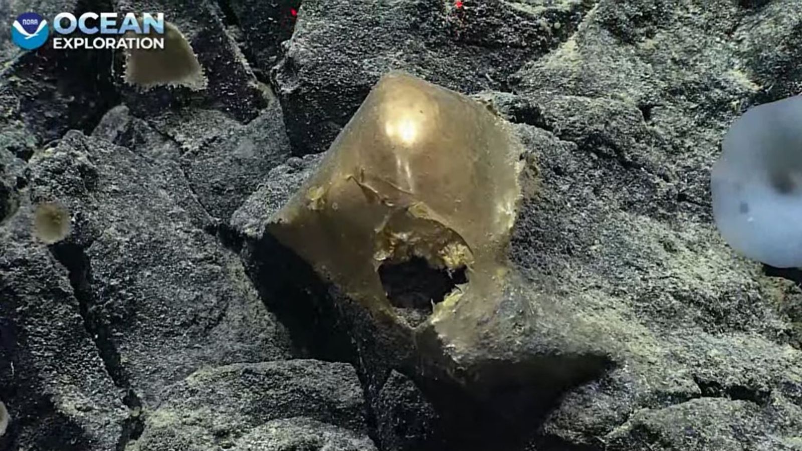 ‘Glittering gold blob’ found on sea floor baffles scientists | World News