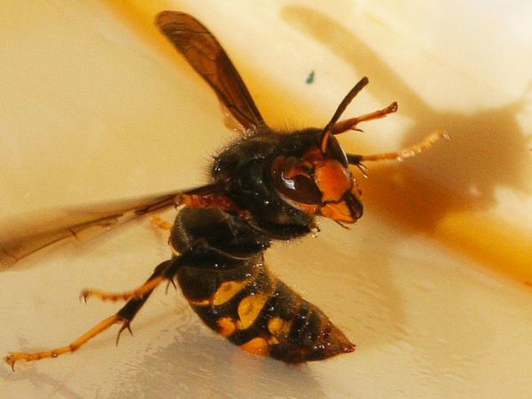 Record number of Asian hornet sightings in UK – as report highlights huge worldwide cost of invasive species | UK News