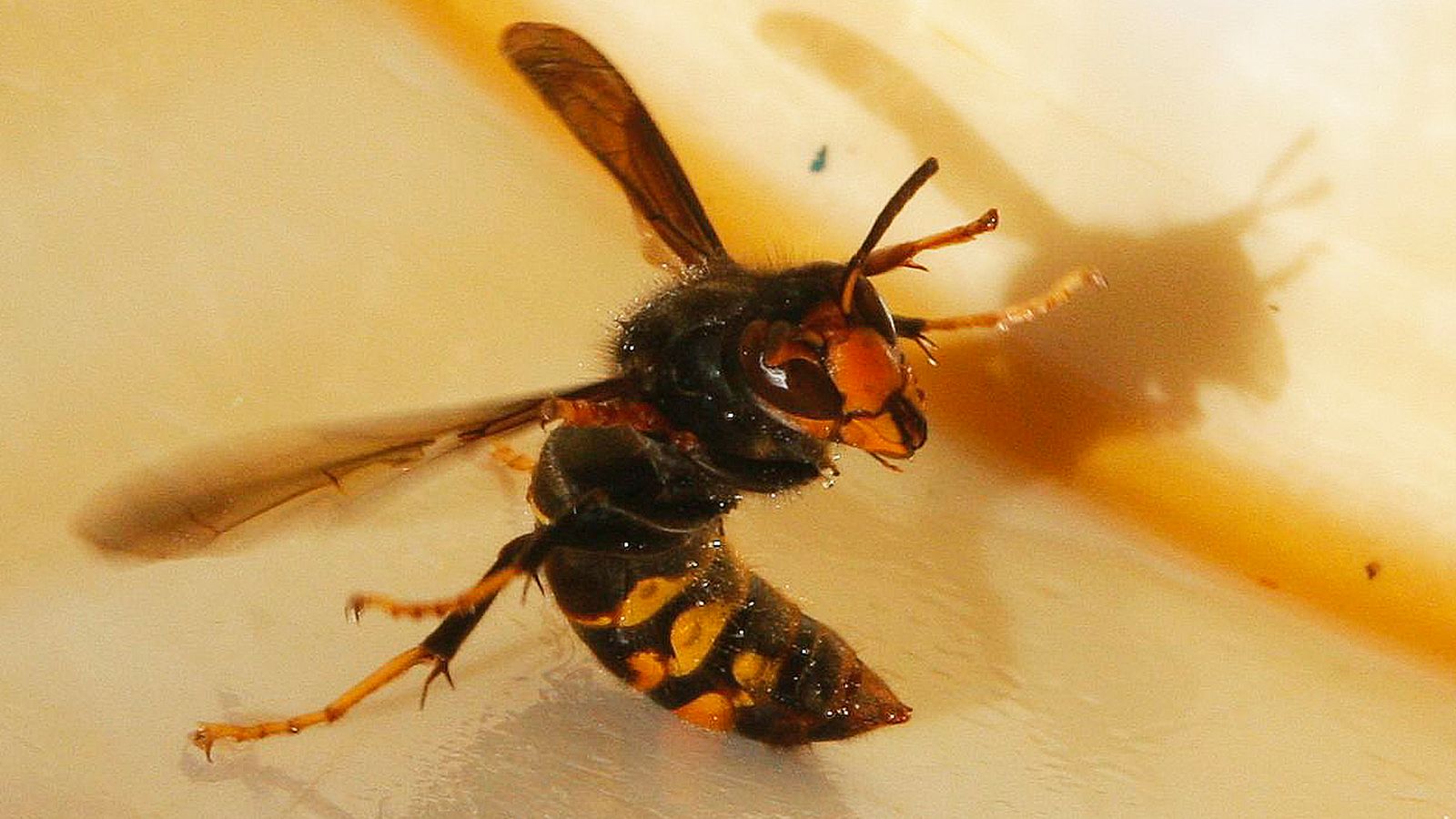 Record number of Asian hornet sightings in UK – as report highlights huge worldwide cost of invasive species | UK News