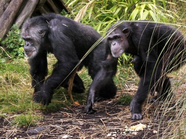 Human shoulders and elbows evolved as brakes for apes climbing trees, new study says | World News