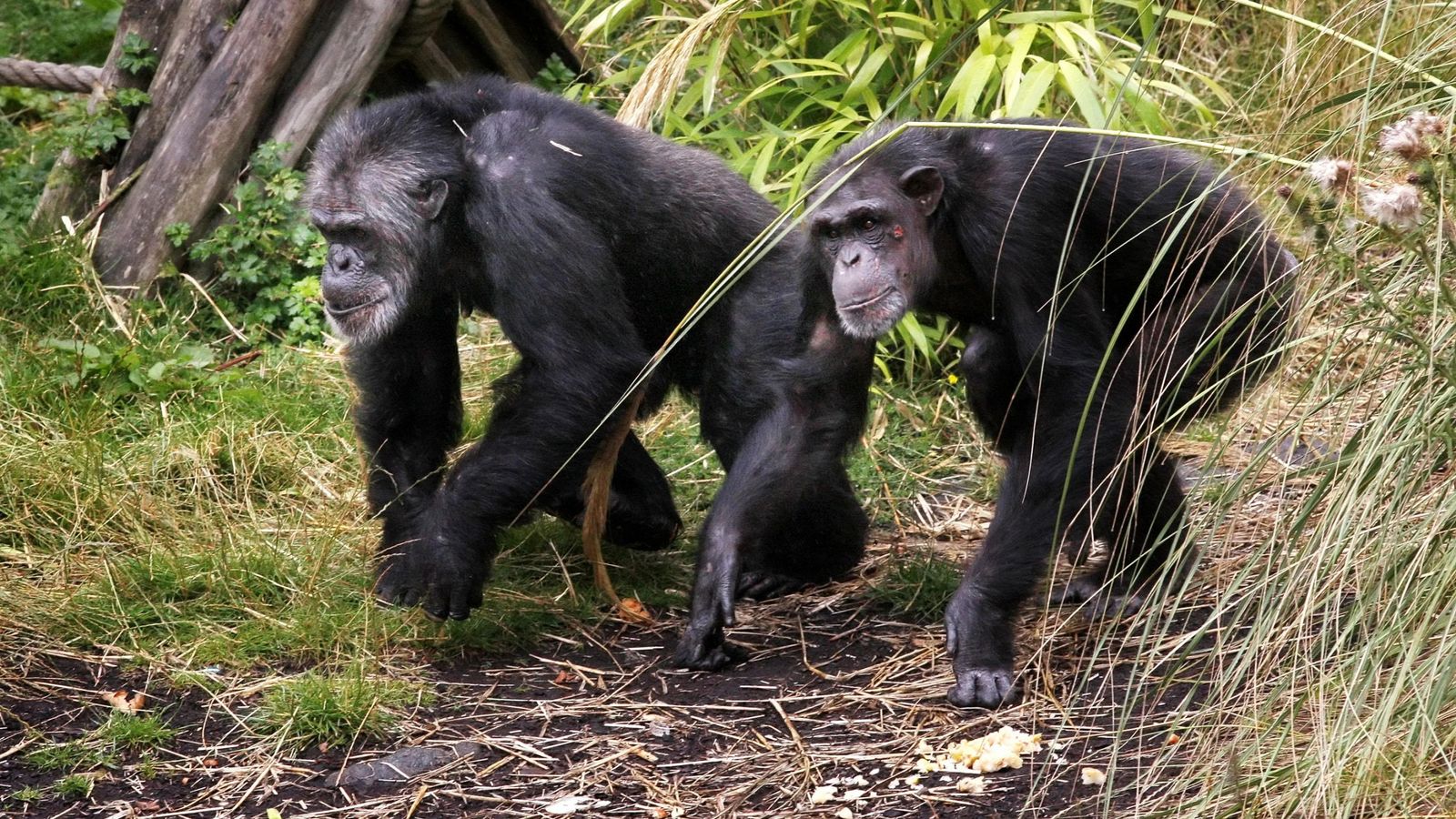 Human shoulders and elbows evolved as brakes for apes climbing trees, new study says | World News