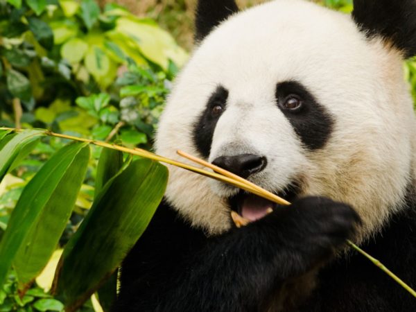 Living outside natural habitats can affect the bodies and behaviours of giant pandas | UK News