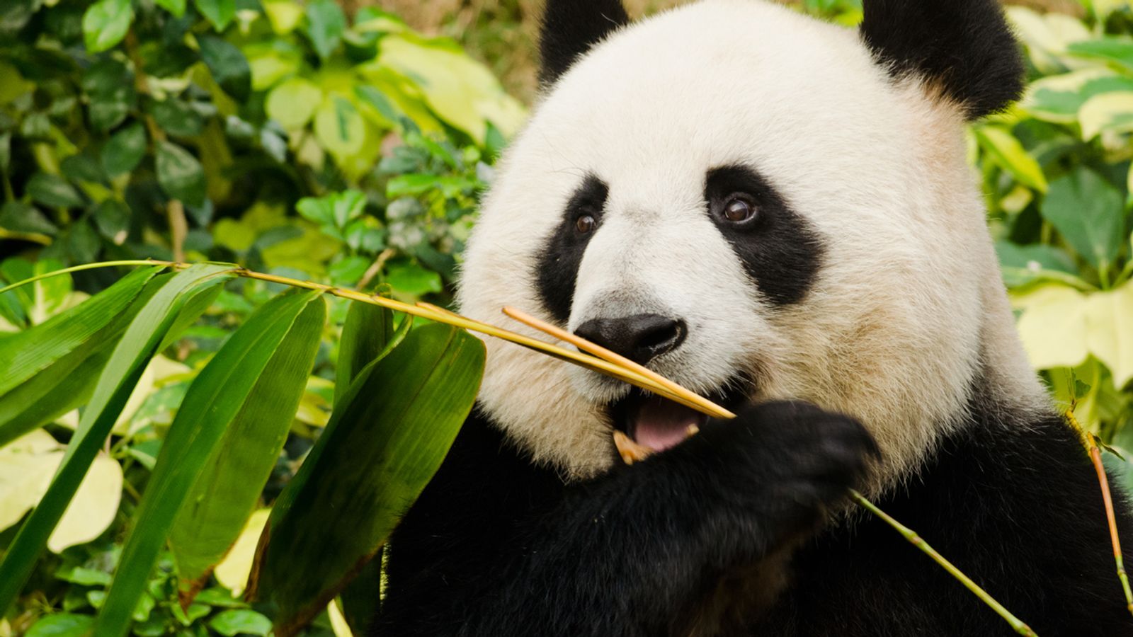 Living outside natural habitats can affect the bodies and behaviours of giant pandas | UK News