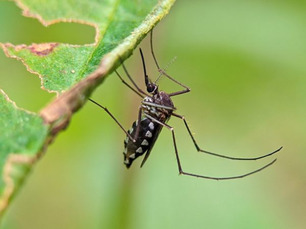 Climate change: Longer, warmer summers could increase risk of mosquitoes carrying ‘fatal diseases’ in the UK, experts say | Science & Tech News