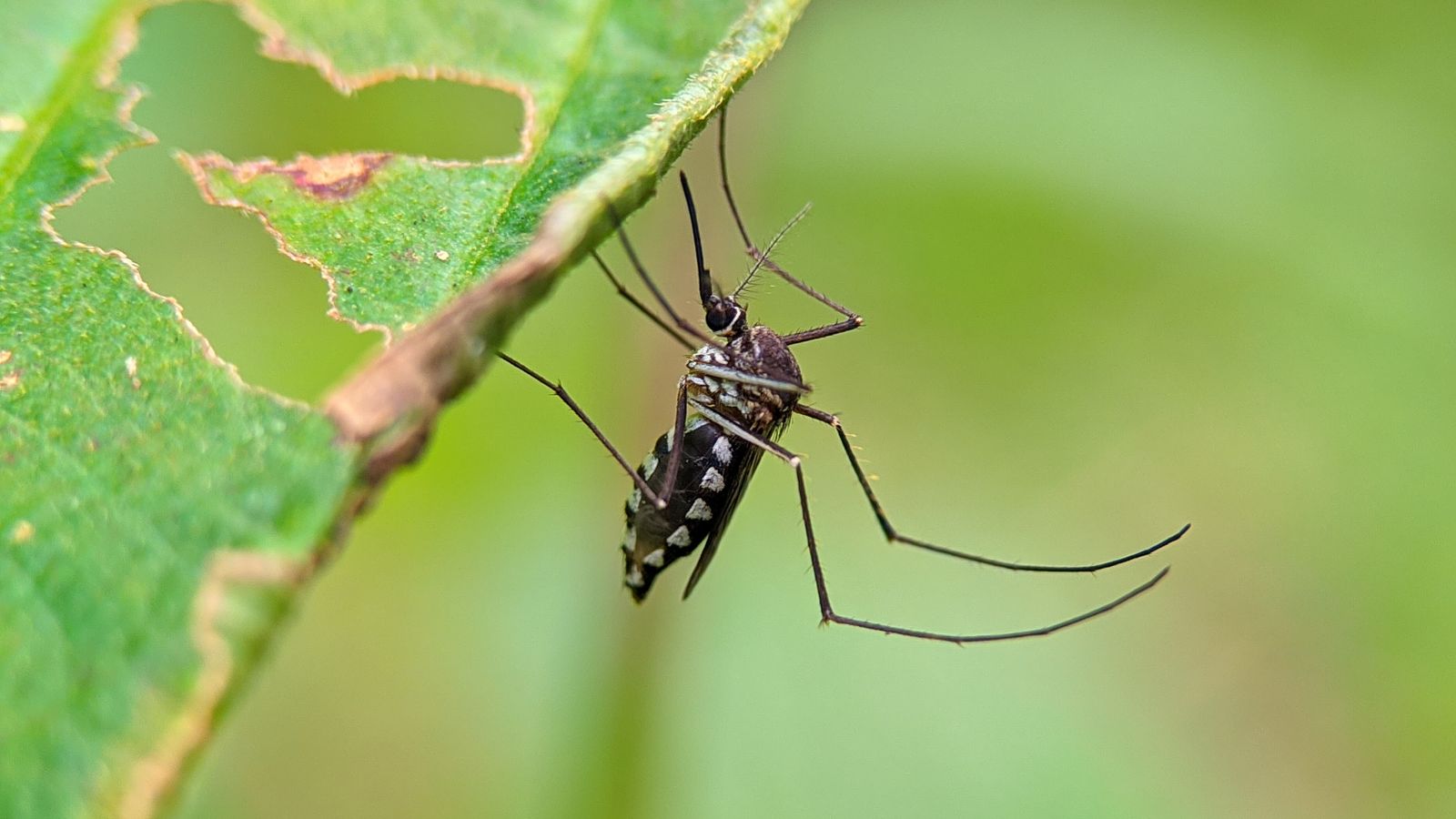 Climate change: Longer, warmer summers could increase risk of mosquitoes carrying ‘fatal diseases’ in the UK, experts say | Science & Tech News