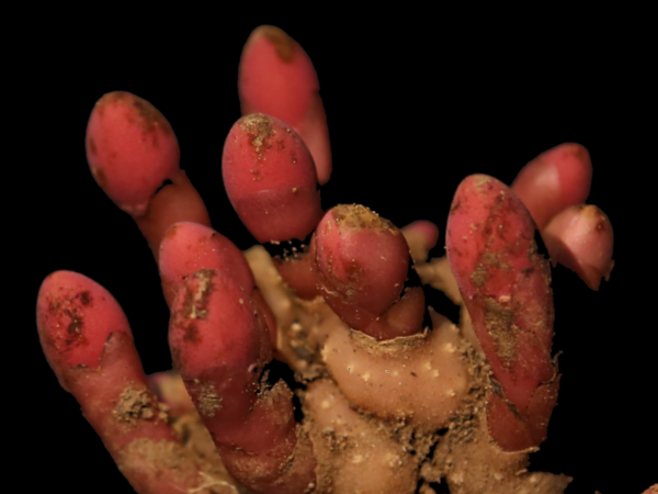 Devious parasitic plant convinces host to grow into its own flesh | Science & Tech News