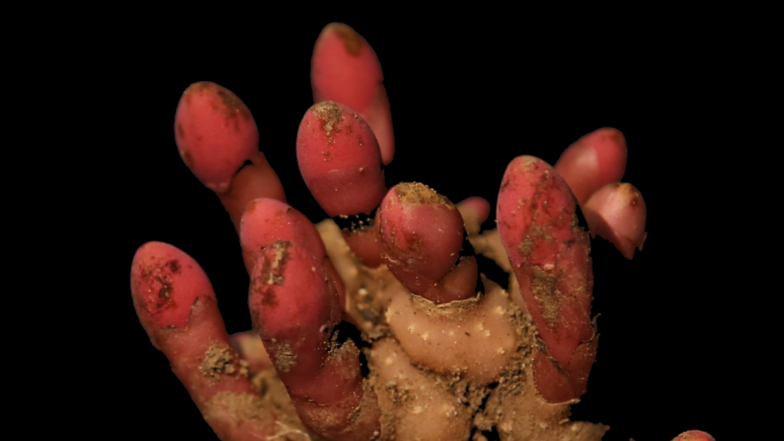 Devious parasitic plant convinces host to grow into its own flesh | Science & Tech News