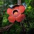 World's biggest flower that stinks like rotten meat 'at risk of extinction'