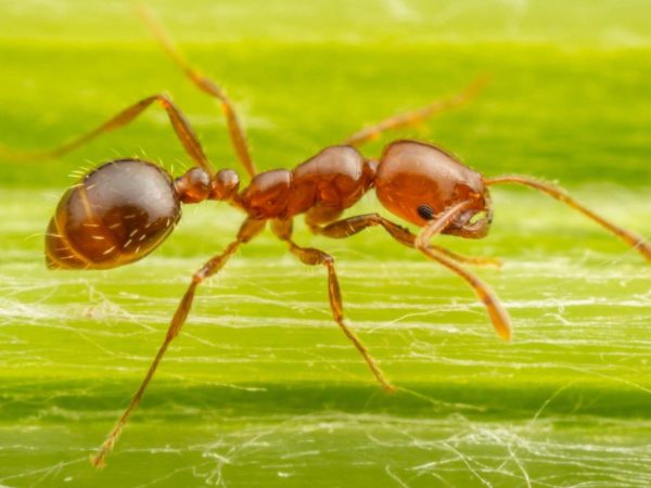 Red fire ants: They have a painful sting and could be heading to the UK thanks to global warming | Climate News