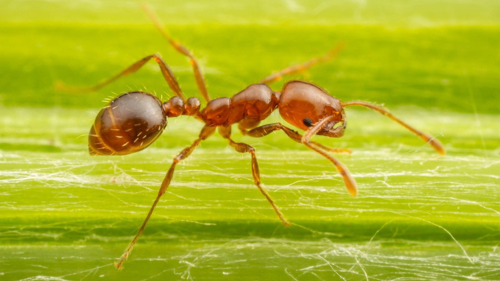 Red fire ants: They have a painful sting and could be heading to the UK thanks to global warming | Climate News