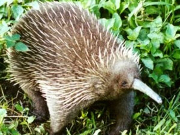 Bizarre mammal believed to be extinct is rediscovered by ‘euphoric’ scientists | World News