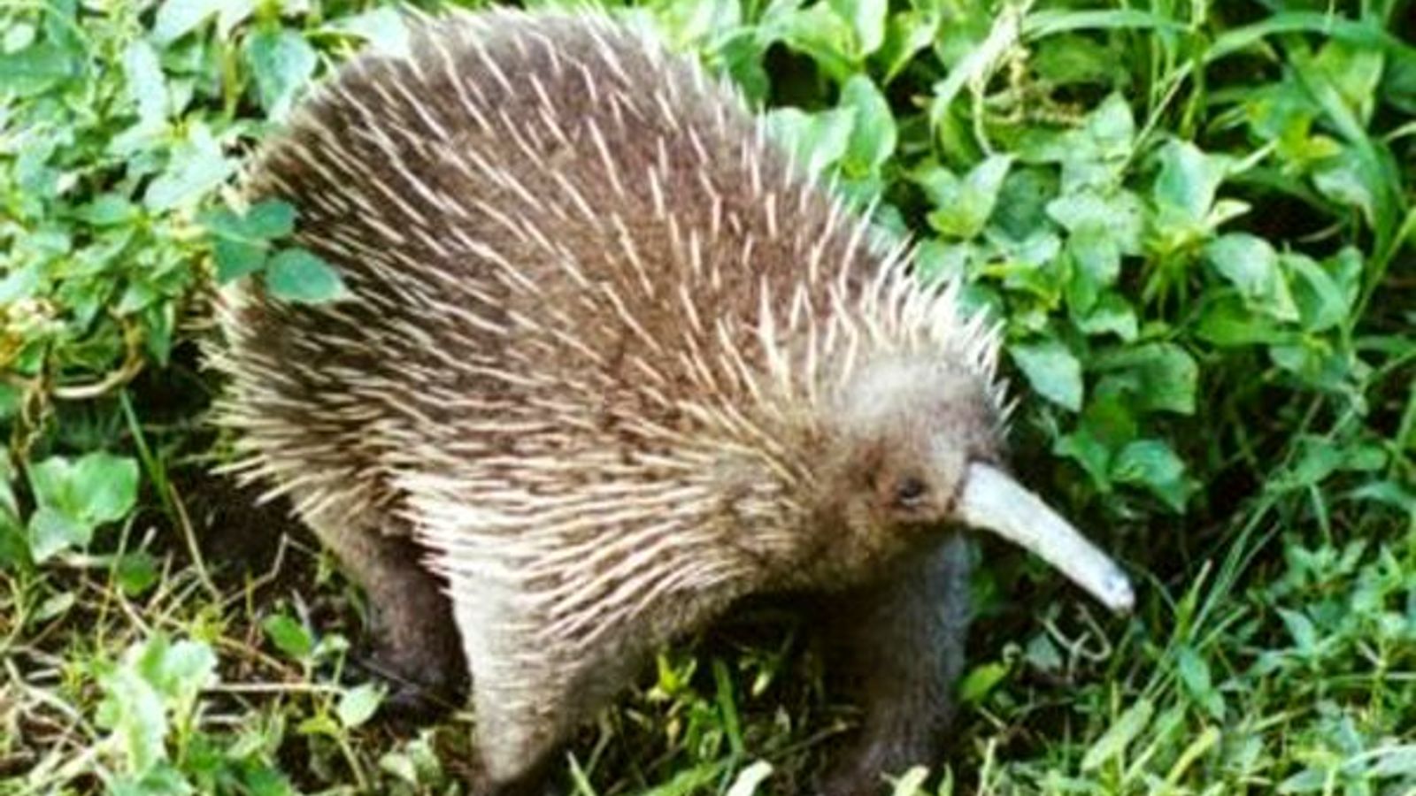 Bizarre mammal believed to be extinct is rediscovered by ‘euphoric’ scientists | World News