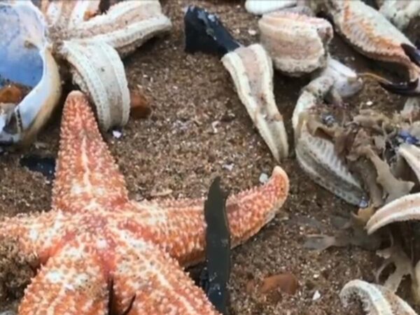 We thought starfish didn’t have heads – we were wrong | Science & Tech News