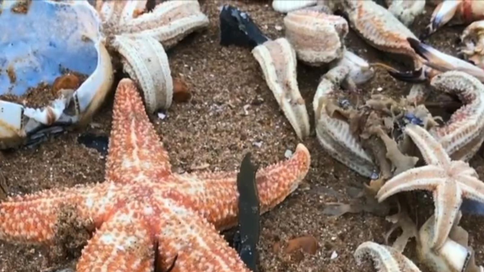 We thought starfish didn’t have heads – we were wrong | Science & Tech News