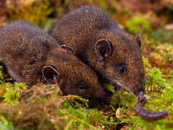 Five new species of soft-furred hedgehogs found in South East Asia | World News