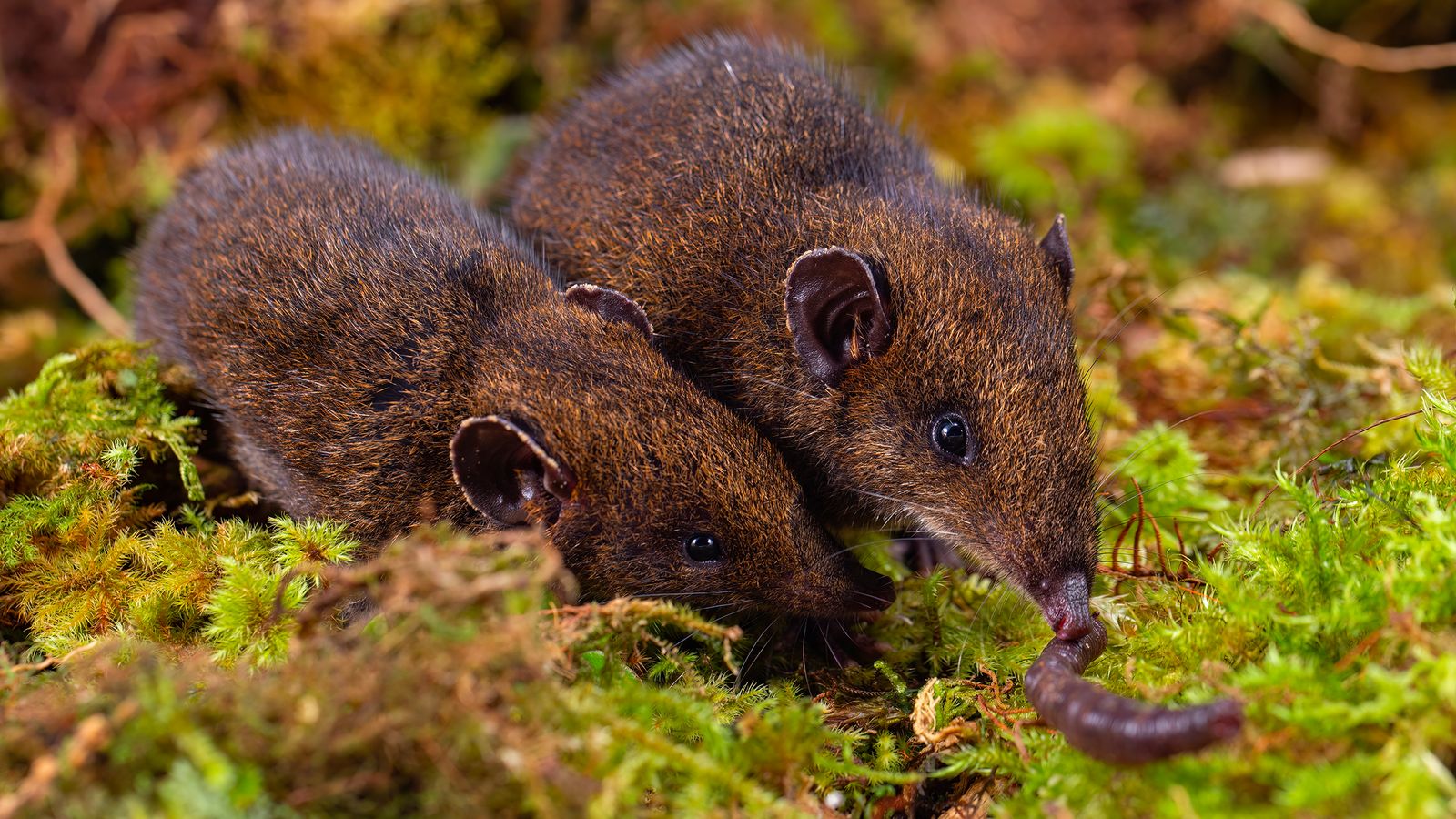 Five new species of soft-furred hedgehogs found in South East Asia | World News