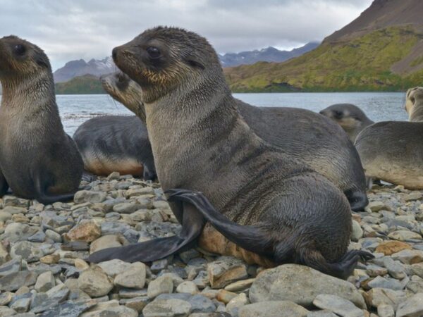 Highly infectious form of bird flu confirmed for first time in Antarctic seals | Science & Tech News