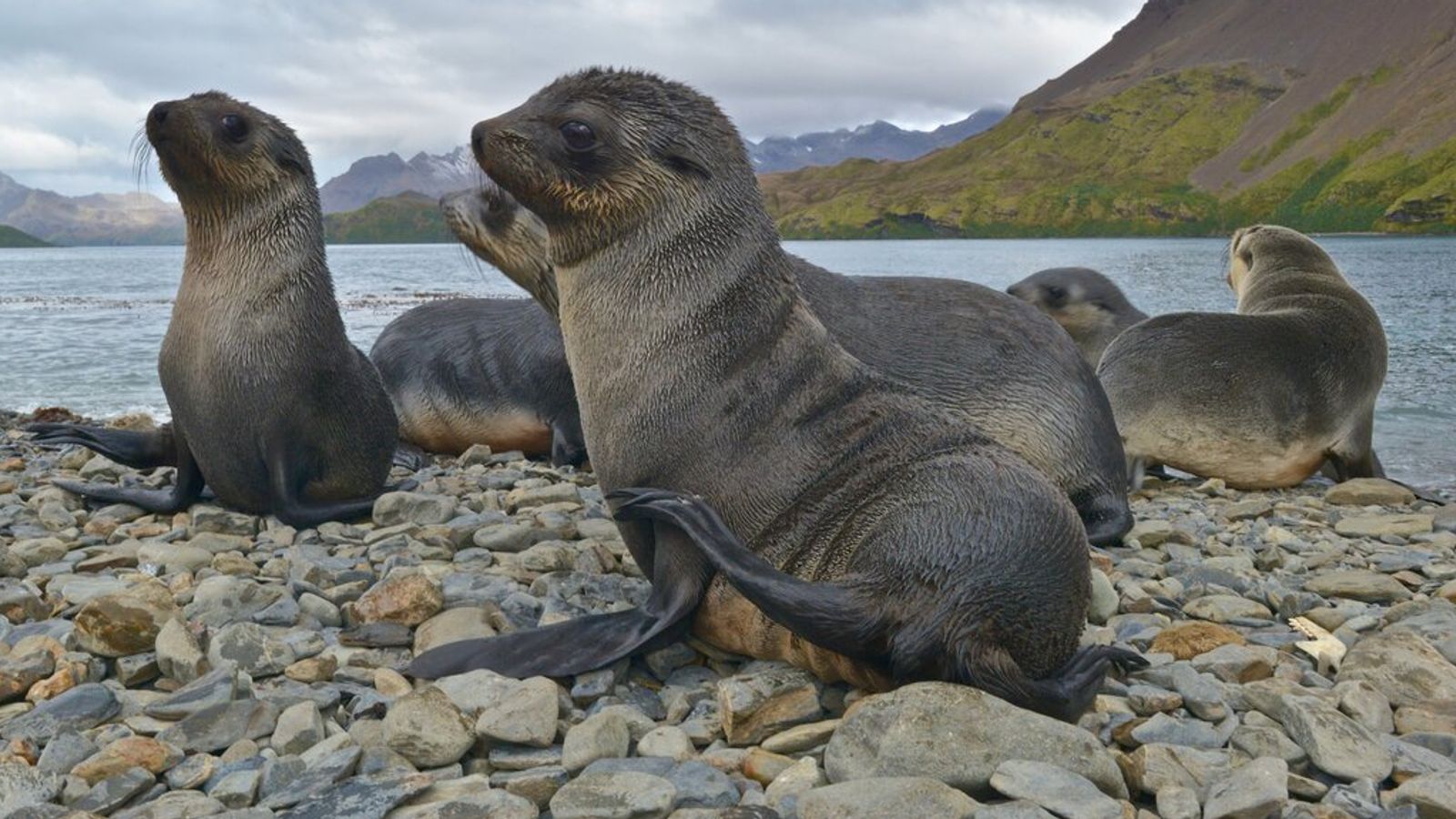 Highly infectious form of bird flu confirmed for first time in Antarctic seals | Science & Tech News