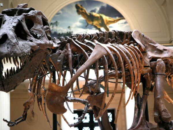 ‘Teenage T. Rex’ skulls belong to different dinosaur, scientists say after decades of debate | Science & Tech News